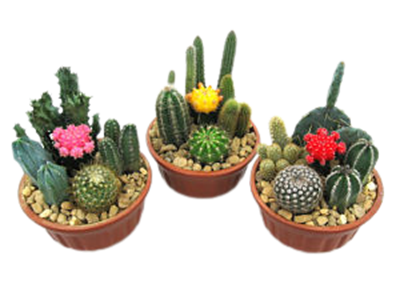 Cactus Garden in Glazed Clay Bowl